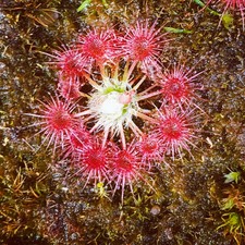 Pianta Carnivora Drosera Sp. Carbarup - spedizione con vaso