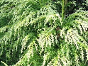35 x Japanese Cedar tree seeds, Sugi (cryptomeria japonica) tree seeds.. - Picture 1 of 1