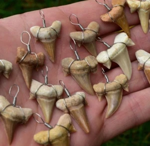 1 Shark Tooth Fossil Pendants Cretolamna Otodus 70 MillionYear UK Quick Postage✔ - Picture 1 of 7