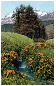 Alte AK Sumpf-Dotterblume Schmalzblume Caltha Palustris - Bild 1 von 2