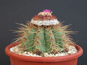 Melocactus oreas ssp cremnophilus cactus exóticos de turco raro semilla de cactus 100 SEMILLAS - Imagen 1 de 1