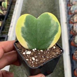 green leaf Sweetheart Hoya Heart (Live Plant) A Gift Of Love & Friendship - Picture 1 of 2