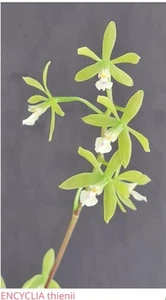 Orchid live Encyclia thienii - bare root - Picture 1 of 2
