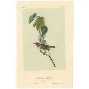 Audubon Birds Octavo 2nd Ed 1856 h/c Lithographie Pl 190 Morton's Finch - Bild 1 von 2