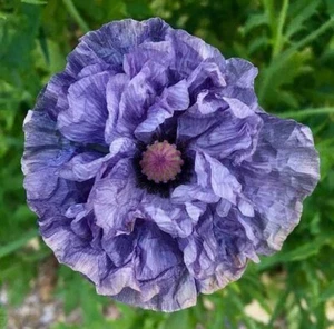 MP 1780XO Mohn Grey Shirley Papaver Riesen Mohn Seeds Samen Stück 30 - Bild 1 von 1