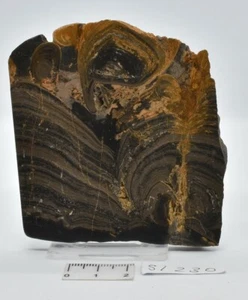 Devonian "Horse Tooth" STROMATOLITE, Lower Flagstones Fmt, Scotland S1275 - Bild 1 von 3