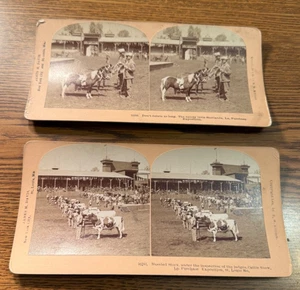 2 Bovini LA Acquisto Esposizione St Louis 1904 Esposizione Universale Kilburn Stereoviews - Foto 1 di 12