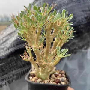 Pianta di cactus Othonna Euphorbioides (vecchio mucchio) cactus succulento pianta viva vaso raro - Foto 1 di 8