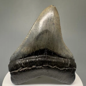 Complete, colorful 2.84" Fossil CHUBUTENSIS Shark Tooth - USA - Picture 1 of 4