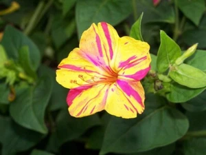 Mirabilis jalapa Wunderblume GELB-ROT - Blühwunder - Bild 1 von 6