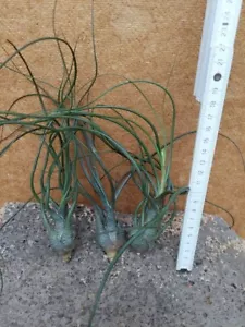Tillandsia butzii, 3 Stück, wurzelnackt, XXL, tlw. mit Knospe - Bild 1 von 2