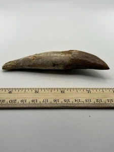 BASILOSAURUS TOOTH FOSSIL Late Eocene 40 Mi Yrs Old Artiodactyl 4.75” Q2 - Picture 1 of 4