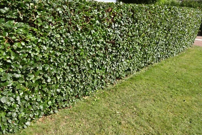  Rotbuchen 1st. 150-180cm Heckenpflanzen Super Sale % Fagus sylvatica Wurzelware - Bild 1 von 3