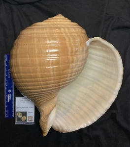 TONNIDAE Tonna ampullacea 263,0 mm Negros, Philippinen 2016 - Machen Sie etwas Platz! - Bild 1 von 6