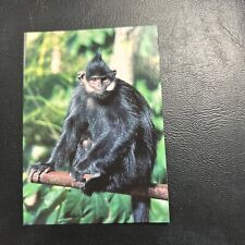 B30s World Famous San Diego Zoo Animals Of The Wild 1993 #4 monkey Iangur Franco