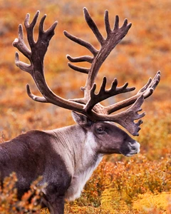 Caribou 8"x10" Photograph Print - Picture 1 of 2