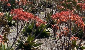 25 Seeds Coral Aloe (Aloe striata) succulent, Fresh Healthy harvested May 2024