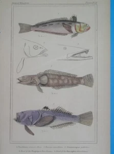 1834 UNUSUAL NICE ORIGINAL engraving FISH FISHES / Trachinus Percis / Cuvier - Picture 1 of 3