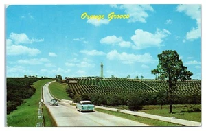 Orange Groves 1950s Postcard - Picture 1 of 2