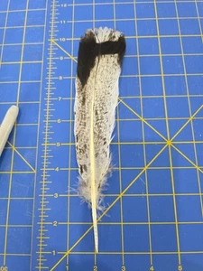Z147 Híbrido Único Cola de Pavo Pluma Imitación Águila - Imagen 1 de 1
