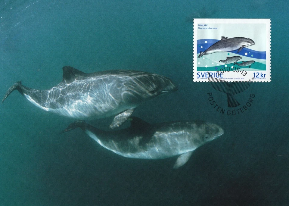 Harbour Porpoise Phocoena Phocoena Sea Marine Life Sweden Maxi FDC Card 2010 - Image 1 of 1