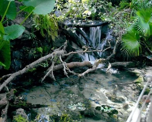 Gloria A. Loftin Photography "COSTA RICO RAIN FOREST POND" Digital Photography - Picture 1 of 1