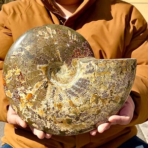 8,32LB Rara conchiglia naturale lucida esemplari fossili del Madagascar - Foto 1 di 13