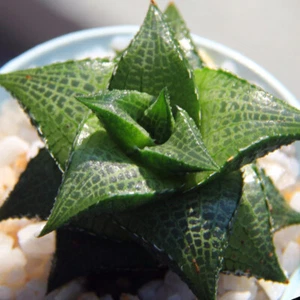 5CM Succulent Plant Haworthia Haworthiopsis Tessellata Liliaceae Beautiful Plant - Picture 1 of 10