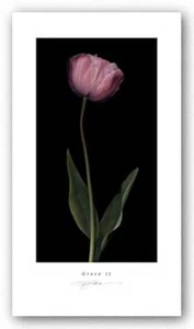 Grace II SG Rose Art Print 7x13 - Picture 1 of 1