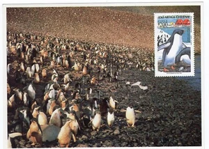 CHILE Penguin Pinguino Antartic Maxicard 1993 - Picture 1 of 1