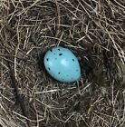Hollow Replica Bird Egg (Song Thrush)