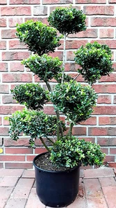 Ilex Glorie Gem (120-130 cm), Gartenbonsai, Dünger inkl. Versand nach Österreich - Bild 1 von 1