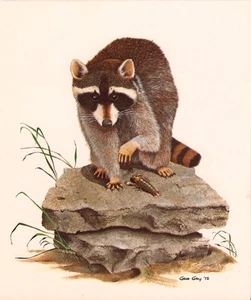Tennessee Raccoon - Gene Gray Vintage Art Card - Old Stock - Picture 1 of 1