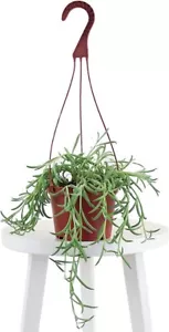 String of Fishhooks Senecio (6 Inch Succulent Hanging ) - Picture 1 of 3