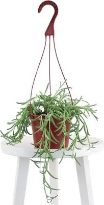 String of Fishhooks Senecio (6 Inch Succulent Hanging ) - Image 1 of 3