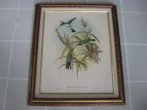 Vintage 1946 IBFCO John Gould Kolibri Heliothrix Purpureiceps gerahmter Druck - Bild 1 von 3