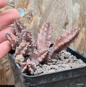 Huernia zebrina variegata Vaso 7 cm Cod.1504-16 - Foto 1 di 3