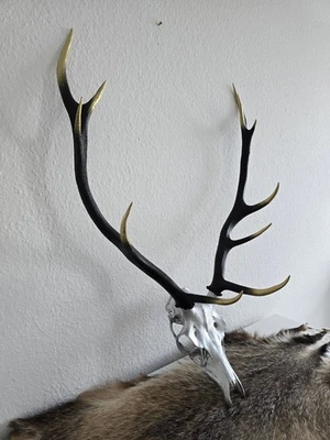 Rothirsch Geweih Dekoration Hirsch Trophäe Galerie Boutique Kunst Knochen - Bild 1 von 4