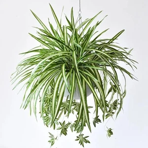 3 Packungen Künstliche Spinnenpflanze, Silk Faux Chlorophytum Comosum Fake Green  - Bild 1 von 7