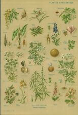 Document ancien botanique plantes dangereuses issu du livre de 1952