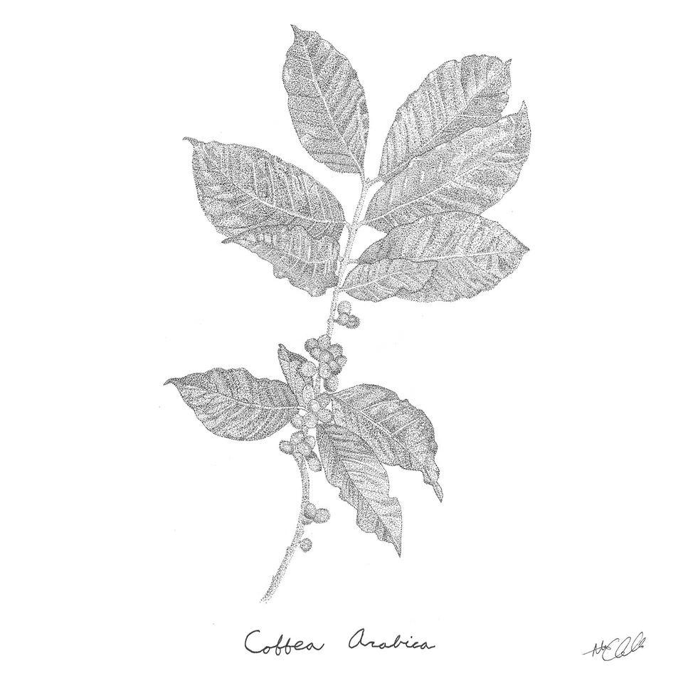 Coffee Branch Art Print Beautiful Pointillism By Alex Uvalle 11 x14” - Image 1 of 2