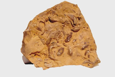 Fossile Muscheln (Art: Hoernesia socialis), Oberer Muschelkalk, Donaueschingen - Bild 1 von 4