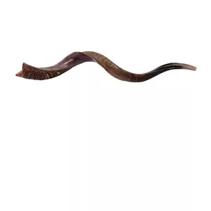 Shofar Kudu jemenitische Hornschofars zu verkaufen 24''-28'' koscher bester Klang + Geruch - Bild 1 von 7