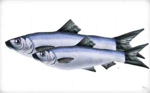 Coussin En Forme De Sardine Réaliste Idée Cadeau Pêche Pêcheur - Photo 1/1