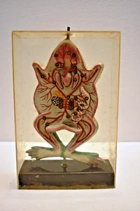 Vintage Anatomisches Frosch Modell IN Transparent Schutzhülle Lehrreich Handwerk - Zdjęcie 1 z 9