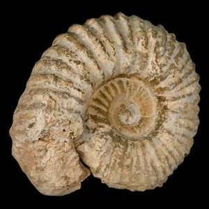 5,2" Acanthoceras Ammonite Fossile Agadir Marocco 360 milioni di anni COA - Foto 1 di 8