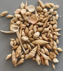100 pcs assorted seashells Philippines 4-18 mm DEEP WATER (10) - Picture 1 of 4