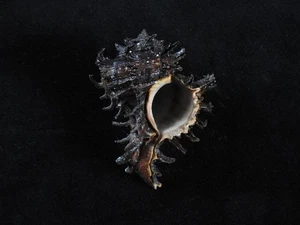 Sea Shell Hexaplex cichoreum 72 mm ID#9371 - Imagen 1 de 3