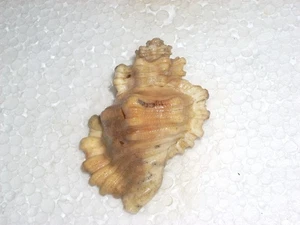 CABESTANA CUTACEA MONSTER - Imagen 1 de 2