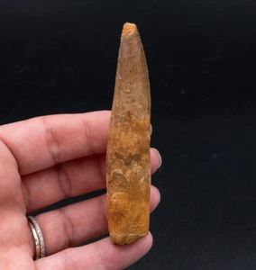  Spinosaurus Dinosaur Tooth    3.45”             1662 - Picture 1 of 2